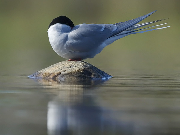 Lapintiira, Arctic Tern, Sterna paradisaea
